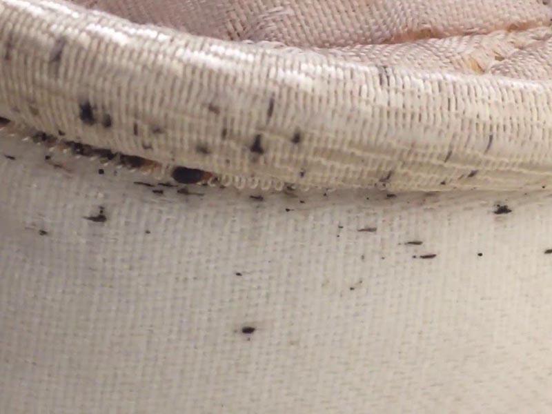 10 причин почему появляются постельные клопы в квартире как быстро избавиться от паразитов 21