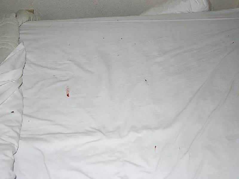 10 точных признаков и следов появления постельных клопов в квартире 17