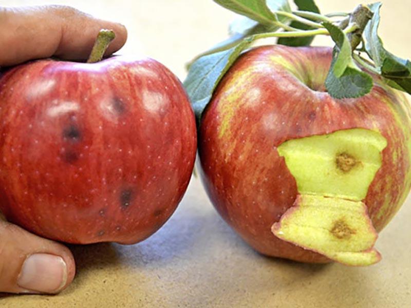 Поврежденные яблоки